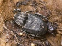 Valgus hemipterus