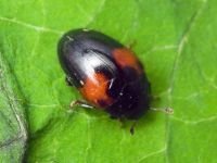 Tritoma bipustulata
