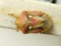 Crypsinus angustatus
