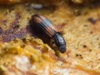 Bitoma crenata