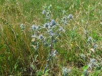 Eryngium planum