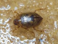 Peltodytes caesus
