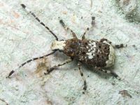 Platystomos albinus