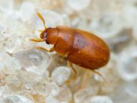 Pentaphyllus testaceus