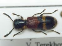 Tilloidea unifasciata
