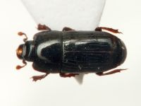 Cylister angustatus