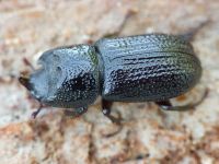 Sinodendron cylindricum