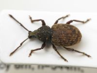 Otiorhynchus (Choilisanus) formaneki