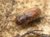 Cryptophagus lycoperdi