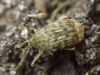Acanthoscelides obtectus