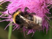 Bombus hortorum