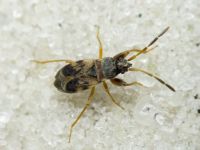 Scolopostethus
