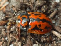 Pilemostoma fastuosa