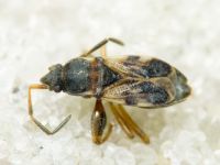 Scolopostethus pilosus