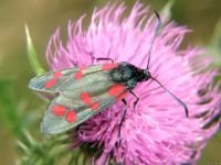 Zygaena filipendulae