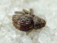 Acalles (Acalles) echinatus