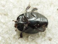 Margarinotus purpurascens