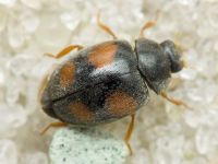 Scymnus frontalis