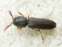 Melasis buprestoides