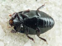 Eblisia minor