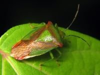 Acanthosoma haemorrhoidale