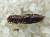 Rhizophagus