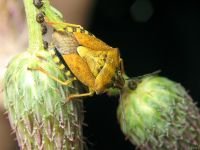 Carpocoris purpureipennis