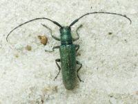 Cerambycidae