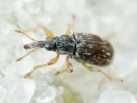 Taeniapion urticarium