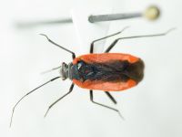 Heteroptera