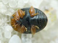 Scymnus rubromaculatus