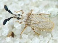 Copium teucrii