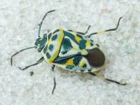 Eurydema (Eurydema) ornata
