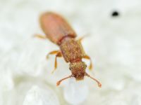 Monotoma quadrifoveolata
