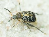 Bruchus affinis