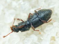 Monotoma brevicollis