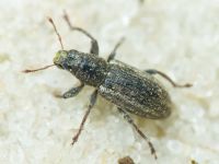 Curculionidae