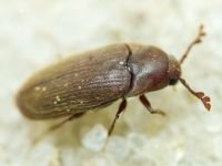 Throscidae