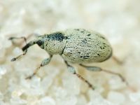 Sibinia (Sibinia) unicolor