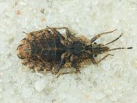 Aradus betulae