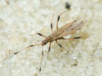 Berytinus (Lizinus) crassipes