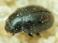 Coccinellidae