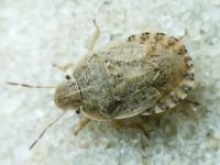 Sciocoris macrocephalus