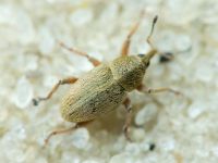 Tychius