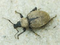 Otiorhynchus ligustici