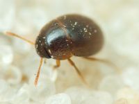 Nargus (Demochrus) anisotomoides