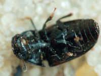 Glischrochilus (Librodor) grandis