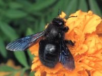 Xylocopa violacea