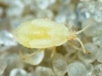 Tingis (Tingis) auriculata