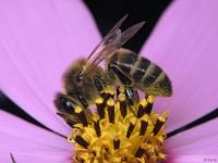 Apis mellifera